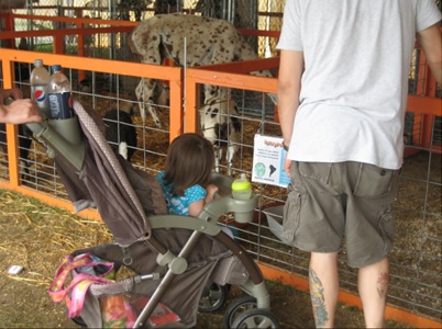 Petting Zoo Safety Walkthrough 3