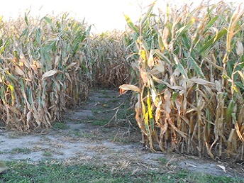 Corn Maze Safety Walkthrough 2